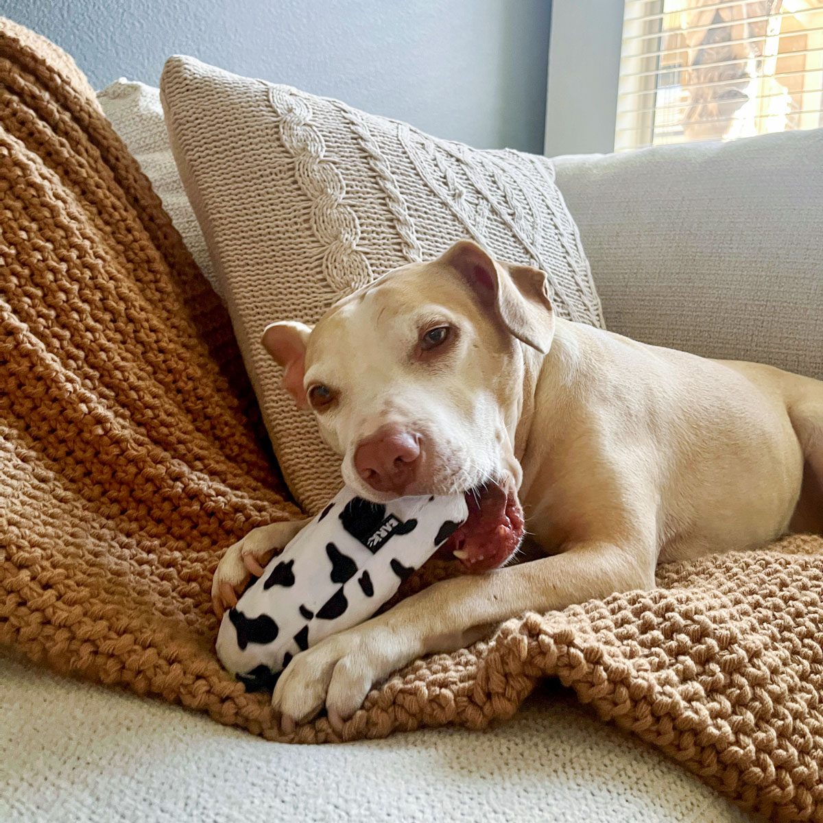 Change barkbox subscription deals to super chewer