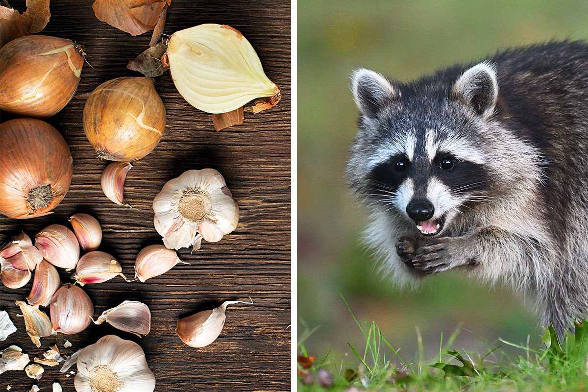 10 Wildlife Deterrents Debunked!