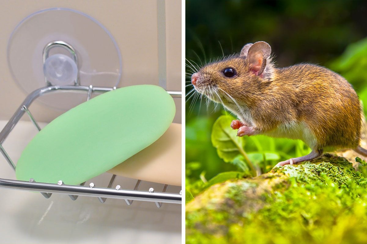 https://www.familyhandyman.com/wp-content/uploads/2023/08/Does-Irish-Spring-Keep-Mice-Away-DH-FHM-Getty-2-Widlife-Myths-Debunked.jpg?fit=700%2C467