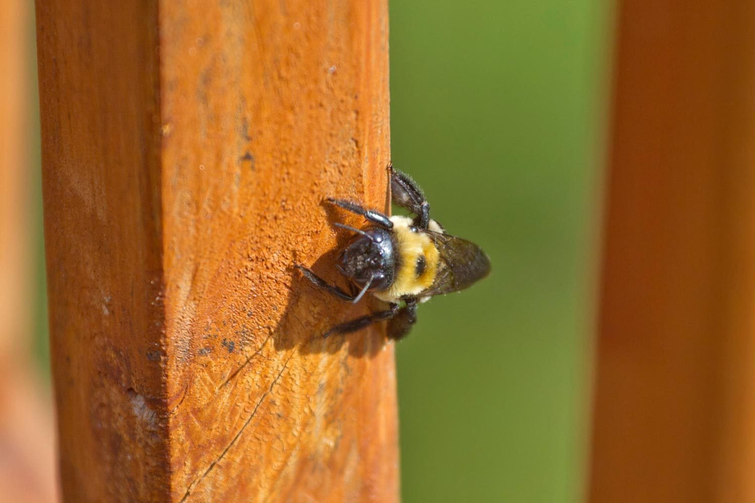 What Are Carpenter Bees and How Do You Get Rid of Them?