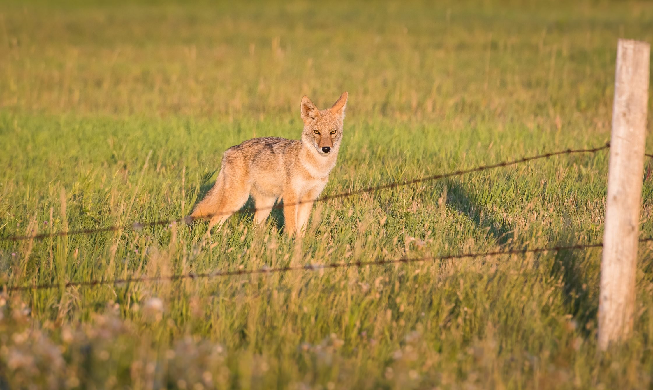 Can Coyotes Jump Fences?