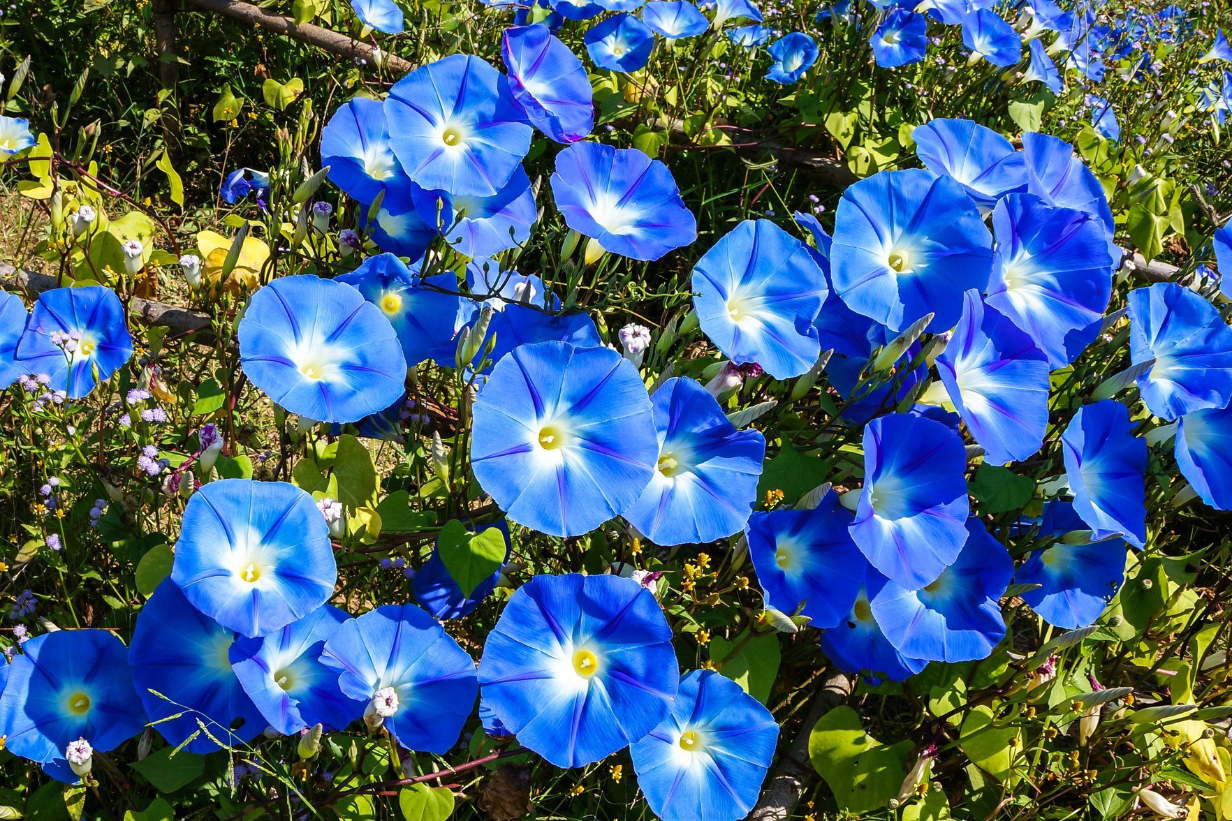 blue flowers of morning glory