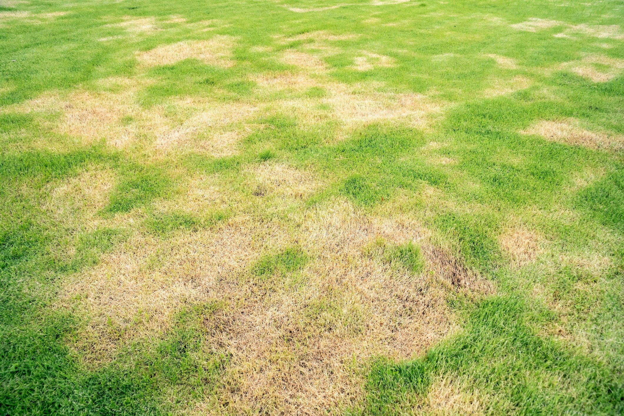 Learn to Diagnose and Treat These 8 Lawn Diseases