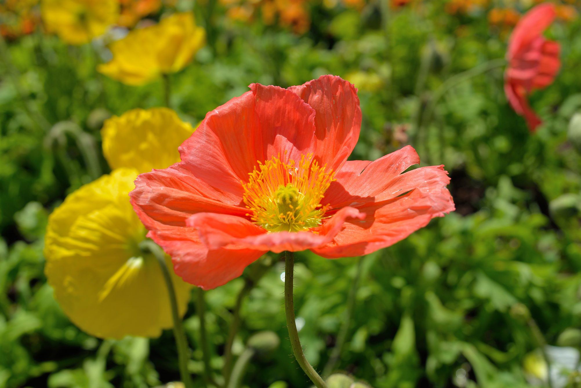 Red Poppy Flower