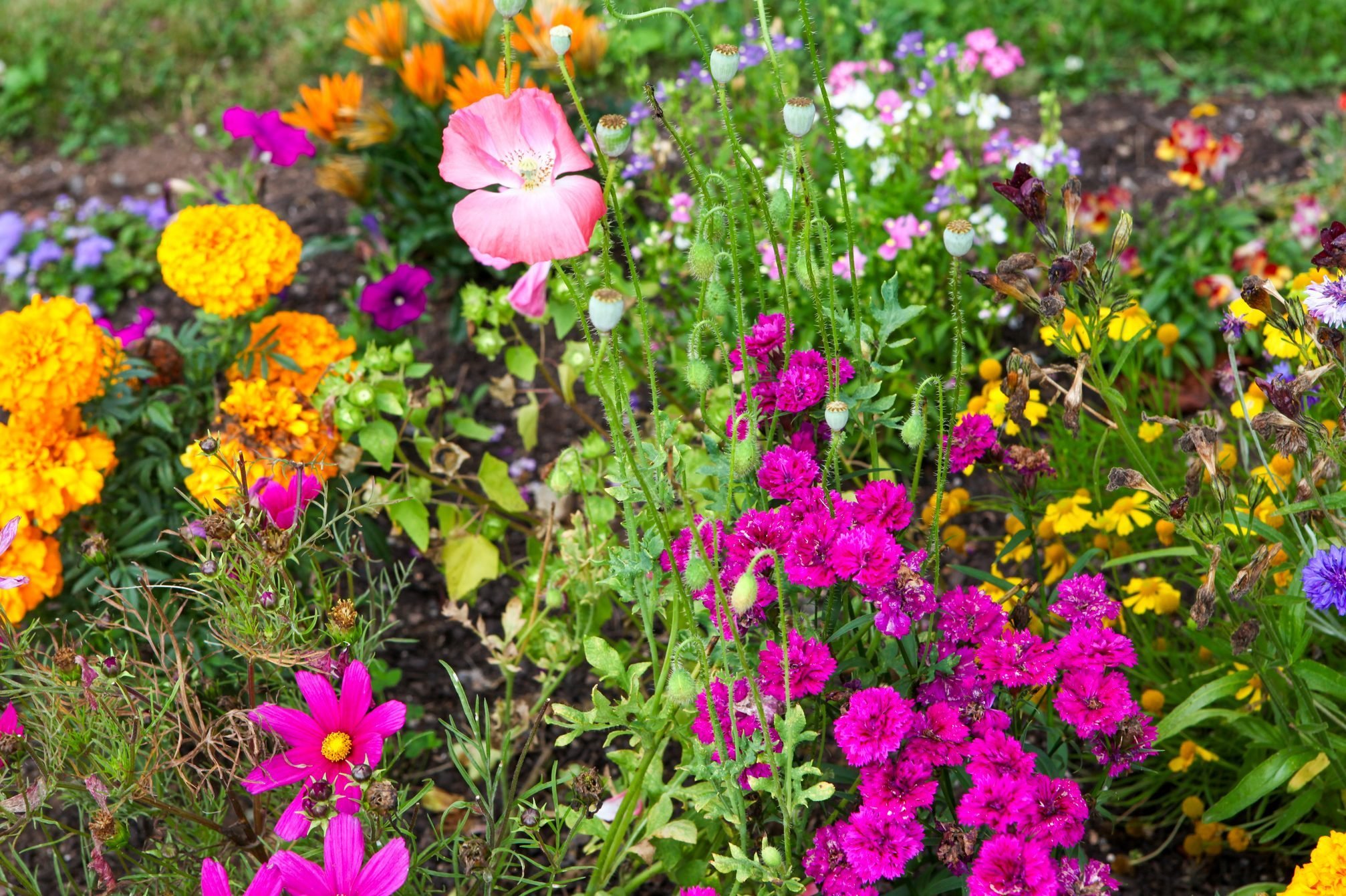 Summer flowers