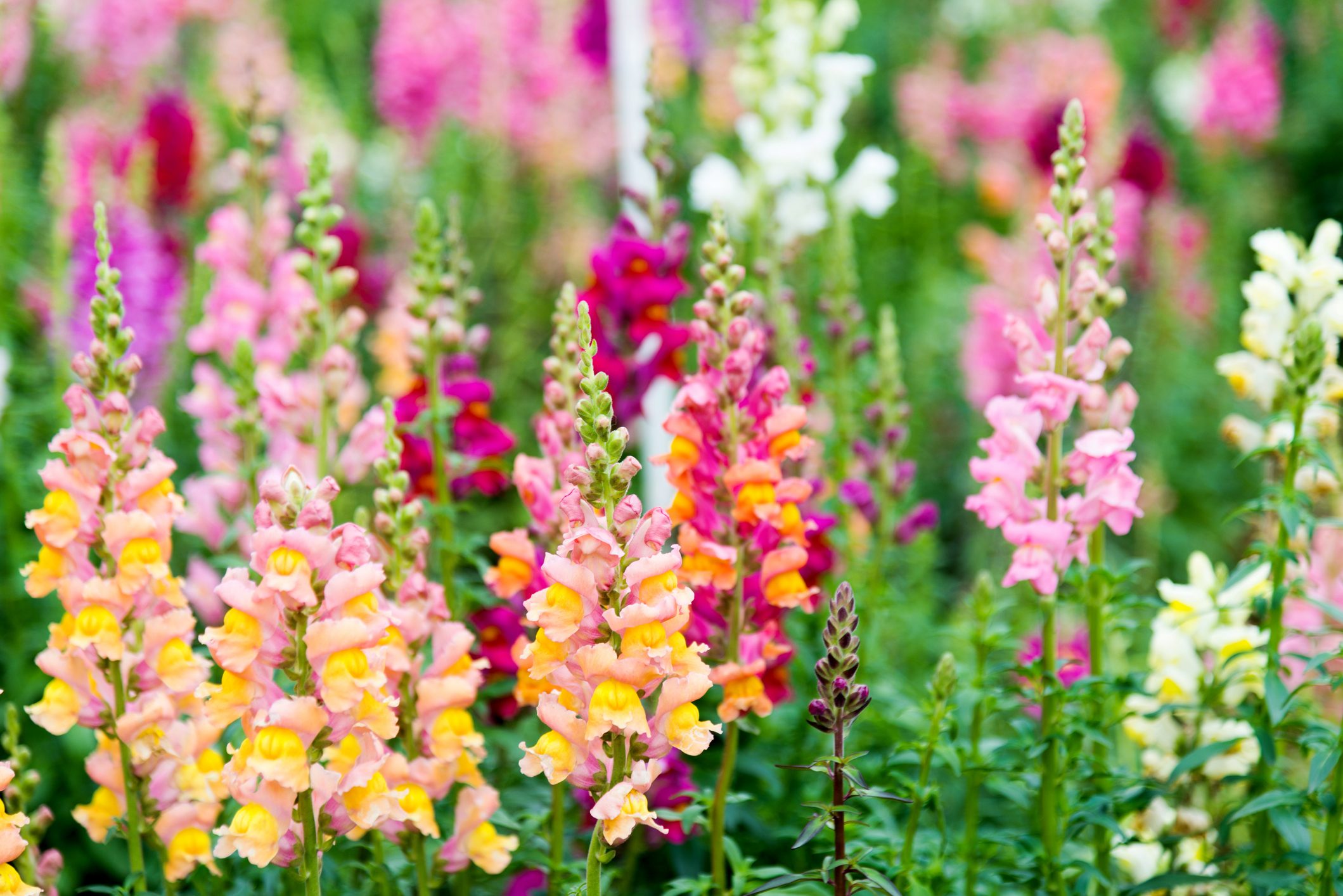 Snapdragon flowers in a garden