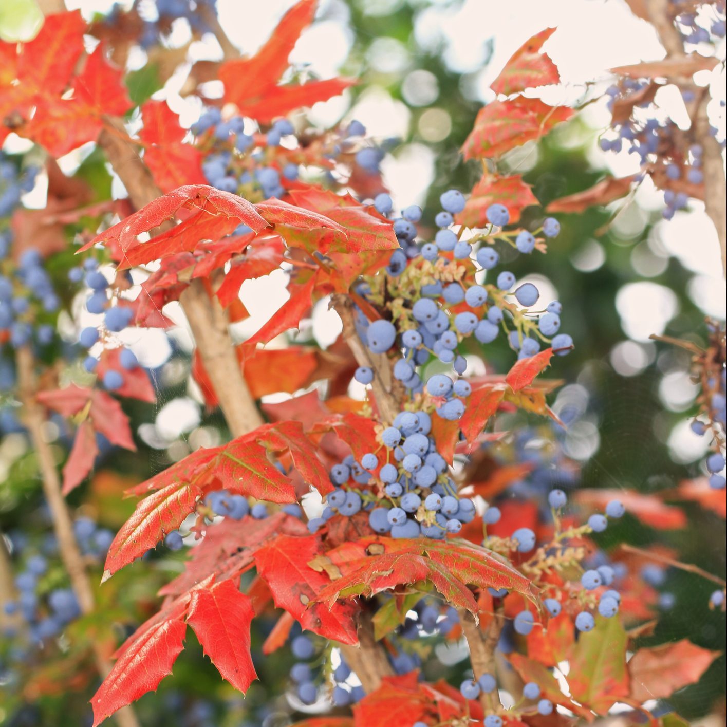 Best Shrubs for Fall Leaf Color