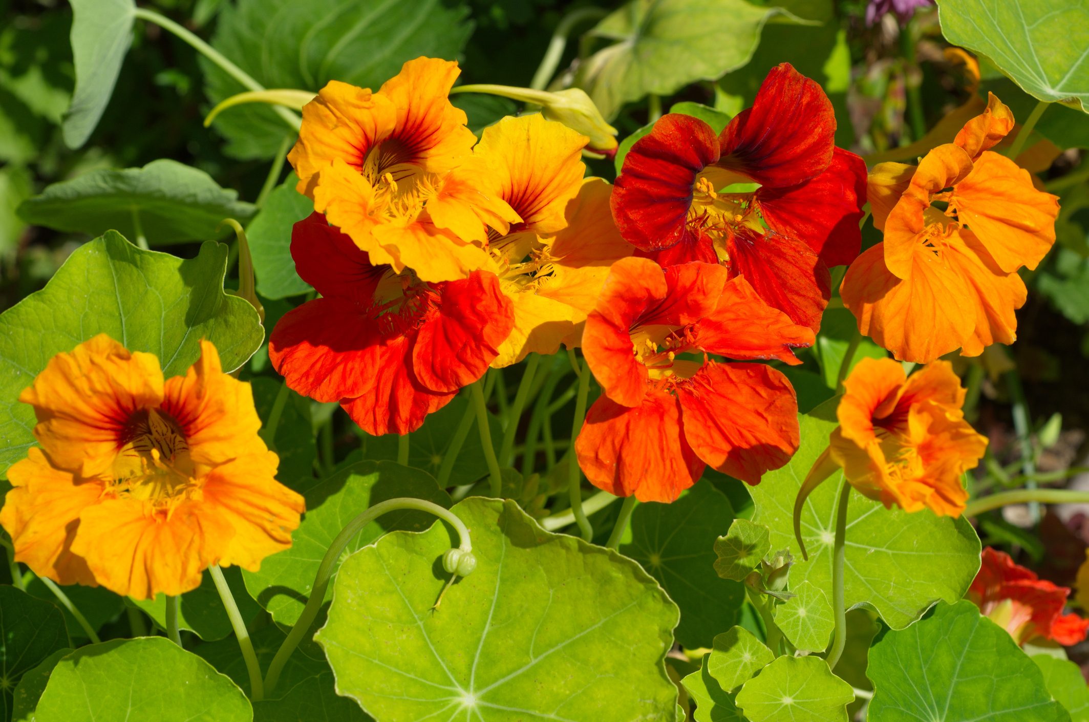 Nasturtium flowers blooms on the flowerbed