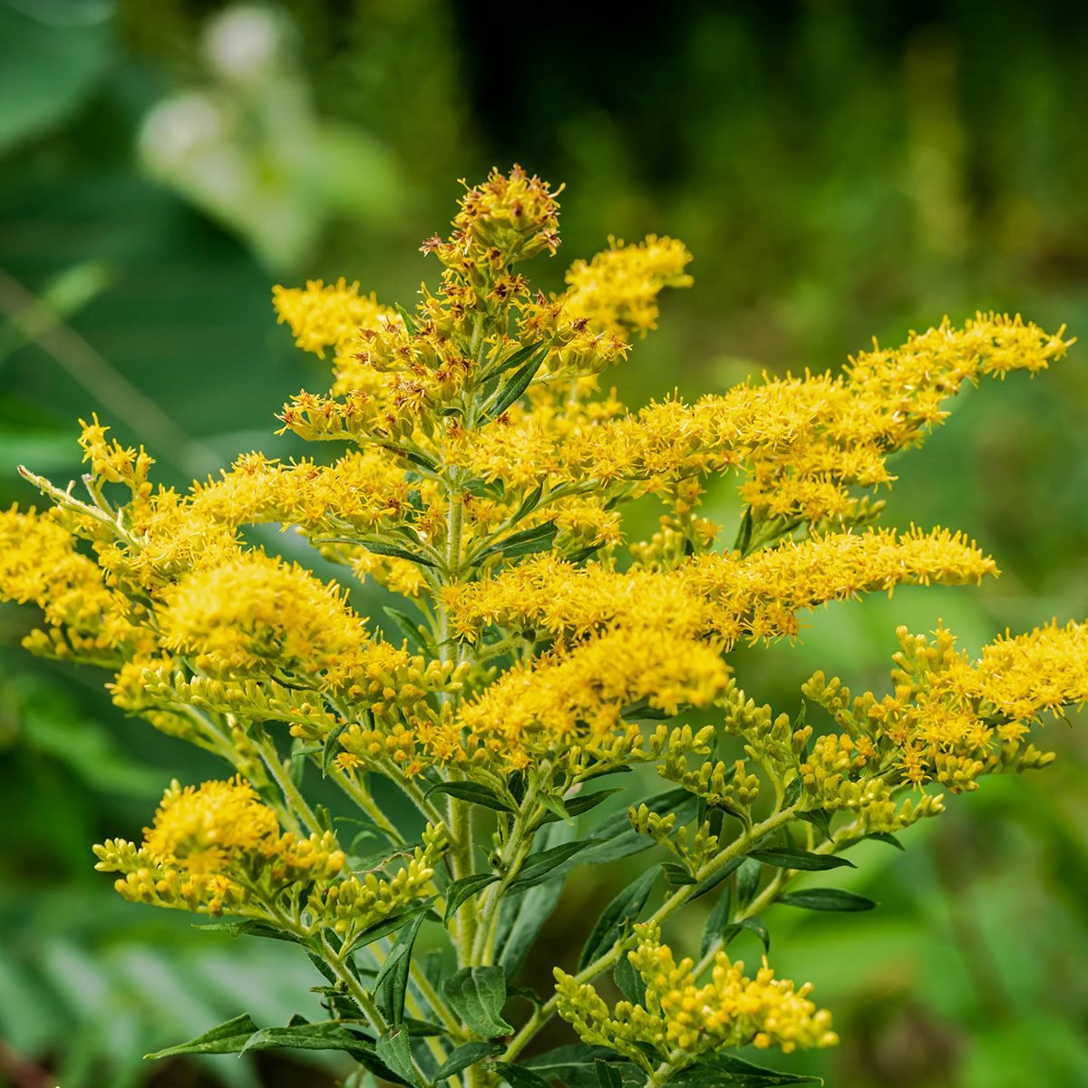 Guide for Growing Goldenrod