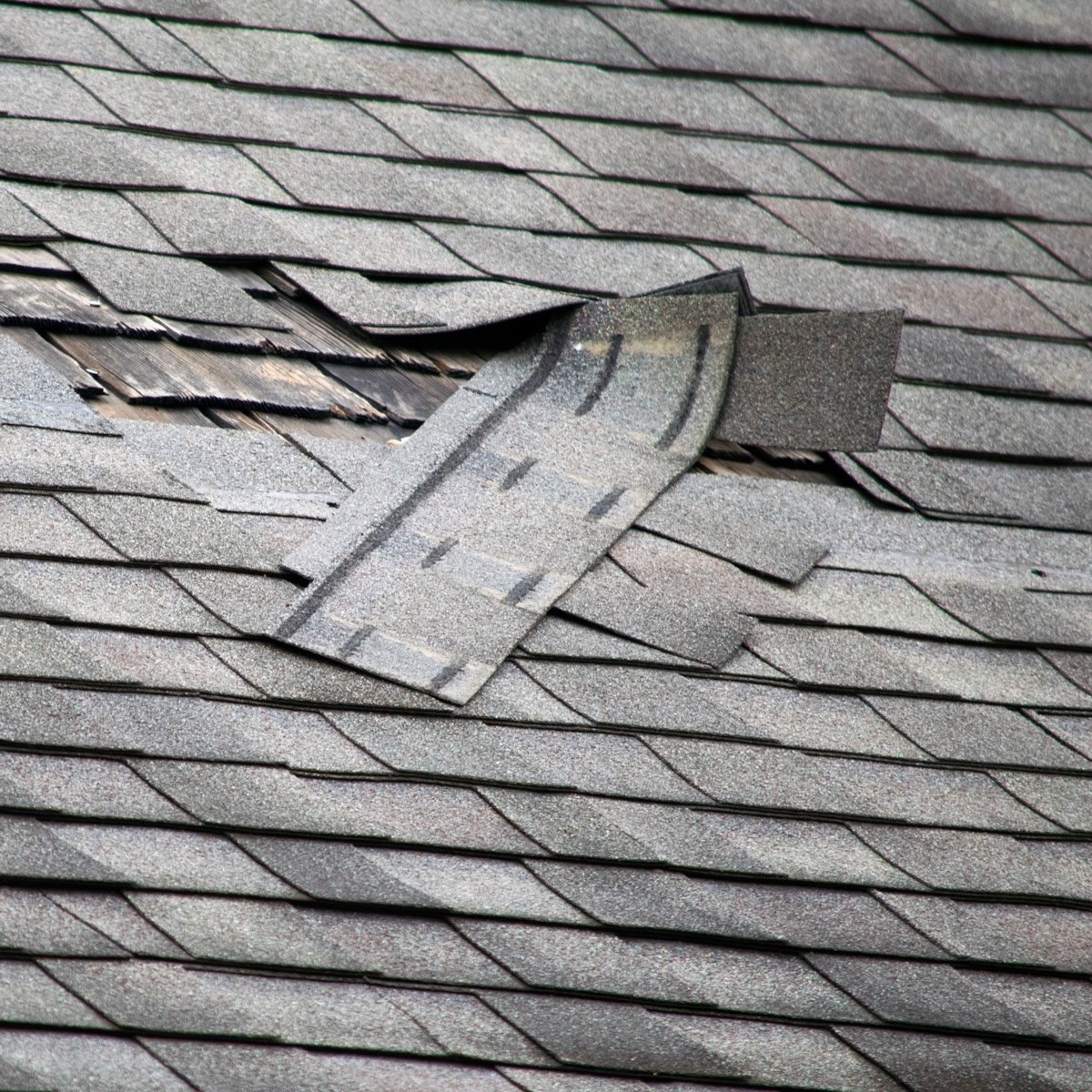 Damaged Roof Shingles