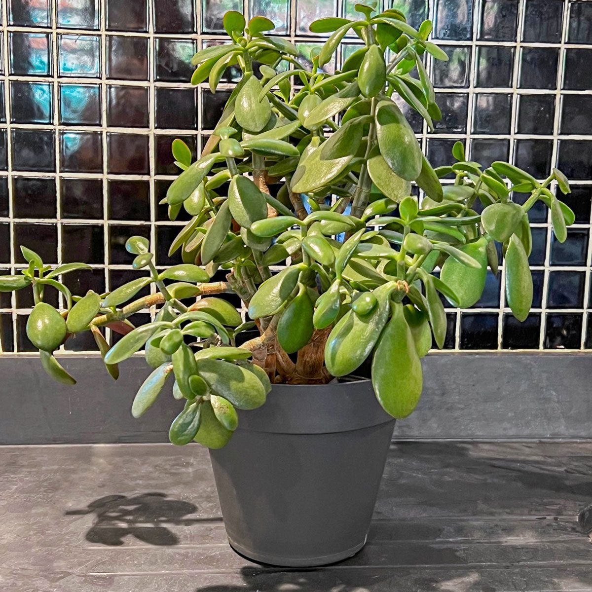 Jade Plant Problems - What To Do For Black Spots On Jade Plant Leaves