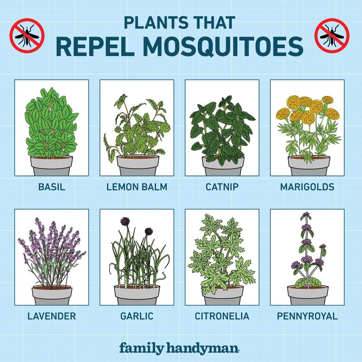 Plants That Repel Mosquitos