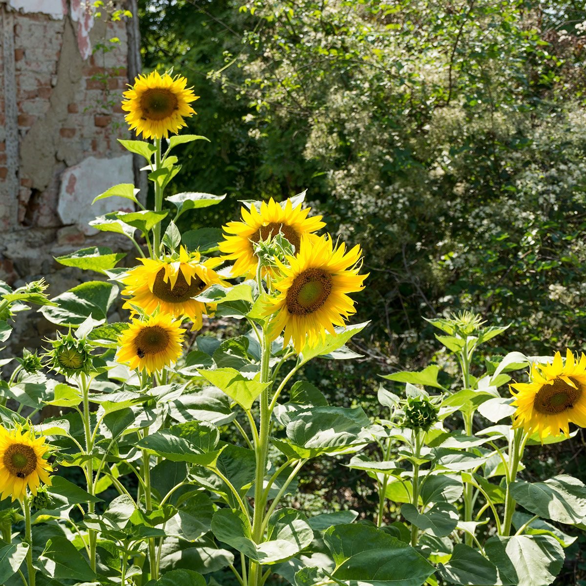 What To Know About Growing Sunflowers From Seeds