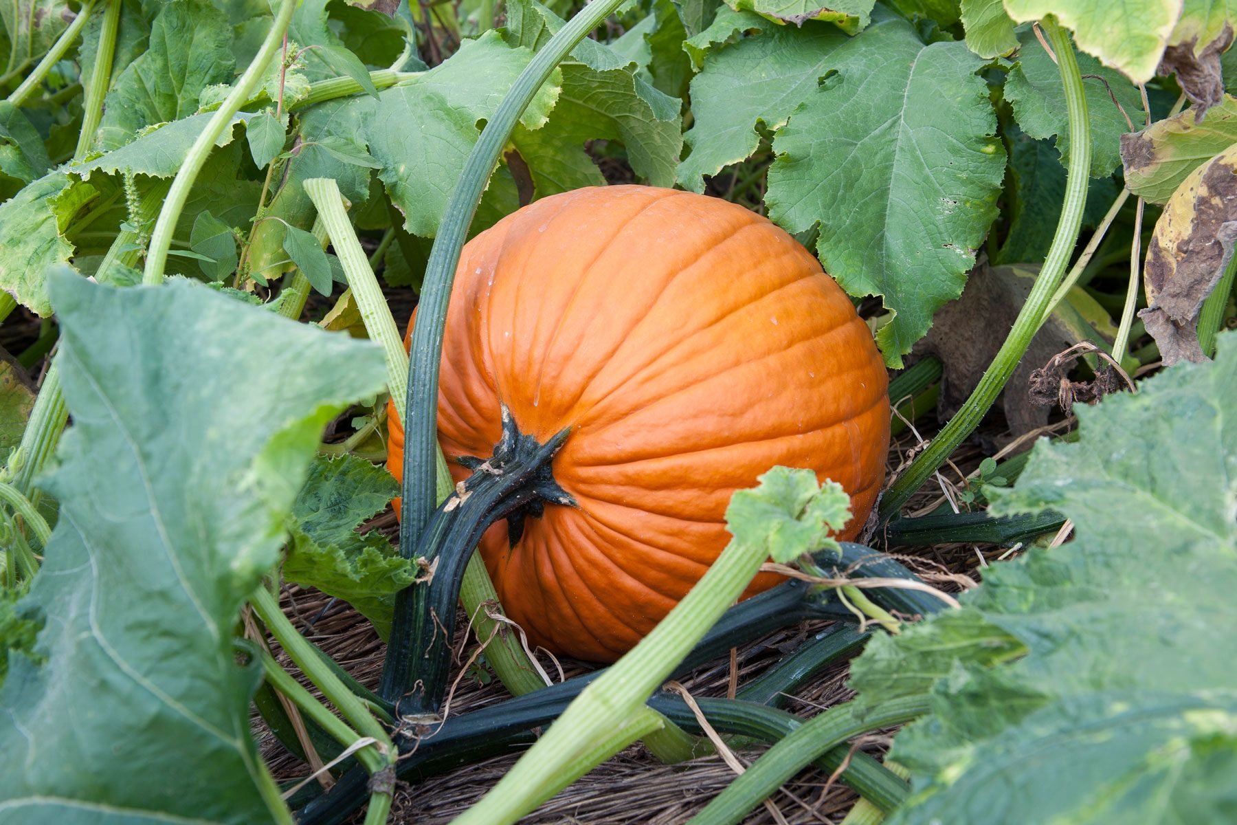 Grow a Jack-O-Lantern: Tips for Growing Pumpkins for Halloween