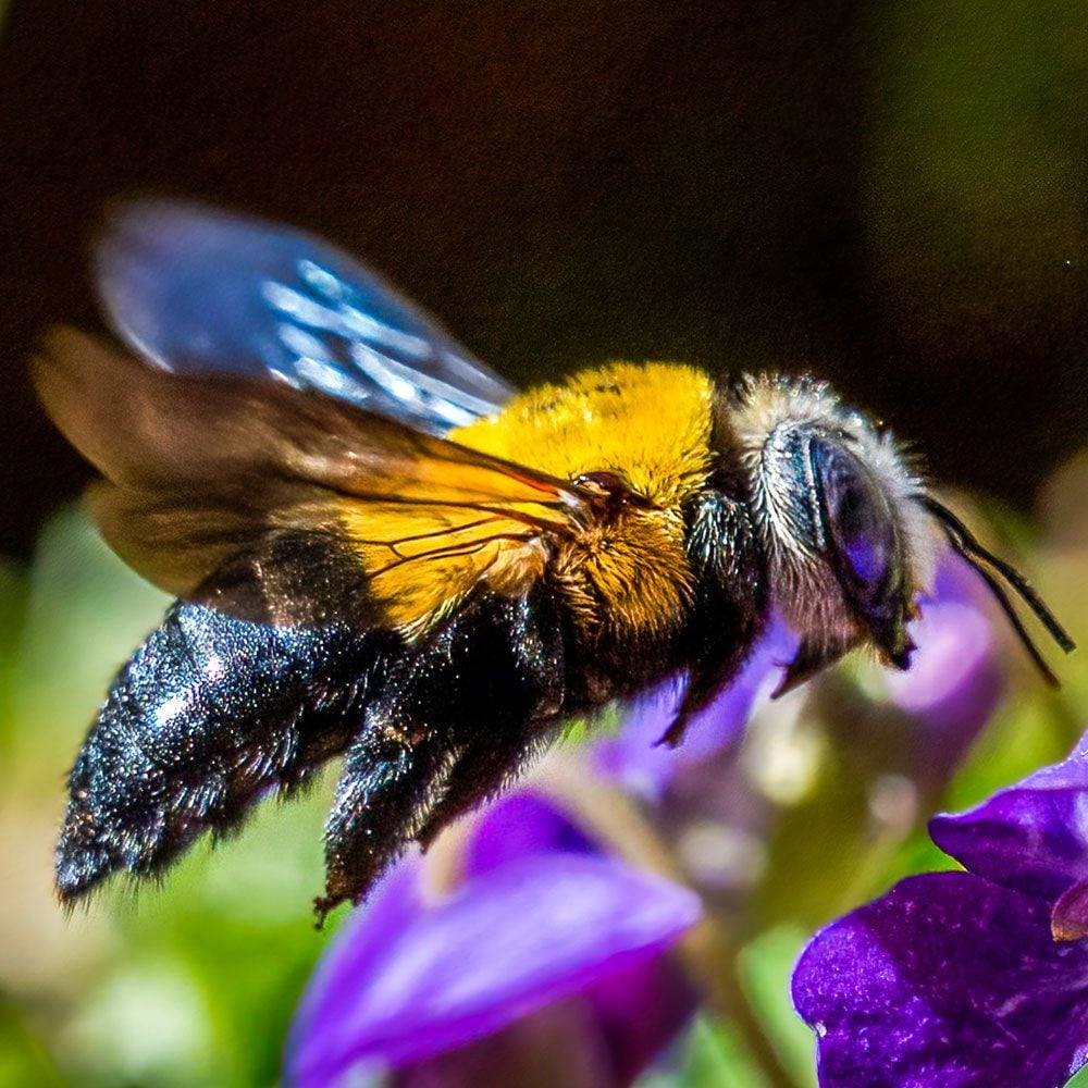 Carpenter Bee Hovering As It Approaches A Purple Flower