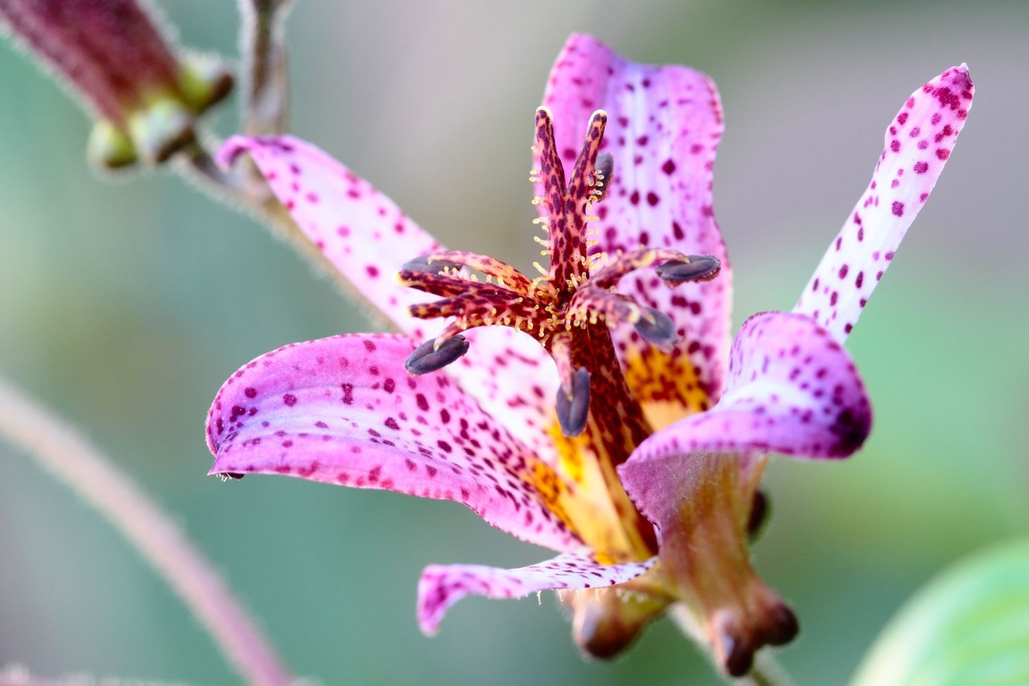 Toad Lily: How To Grow This Gorgeous Fall Flower