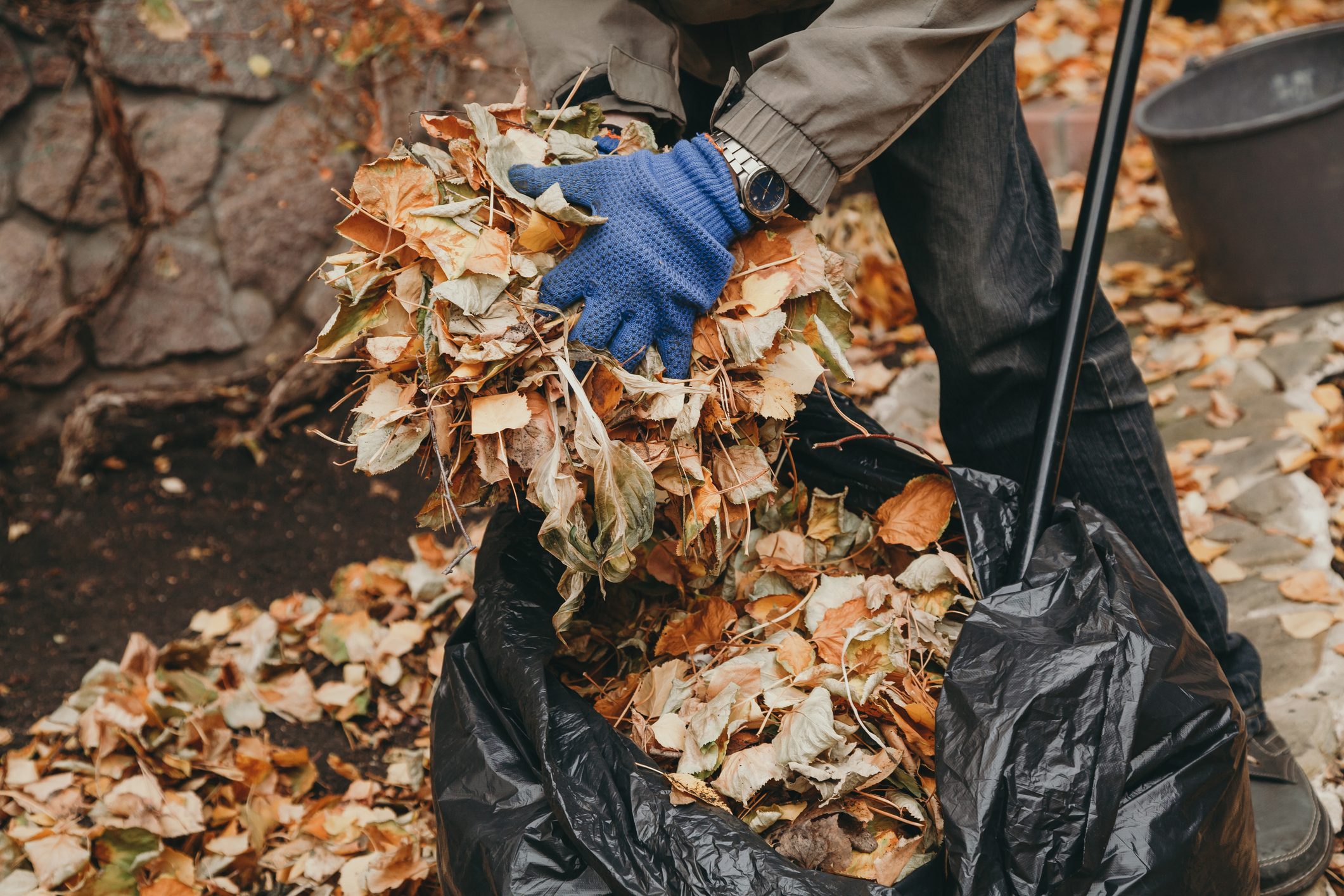 Hands stack fallen leaves in big bag closeup