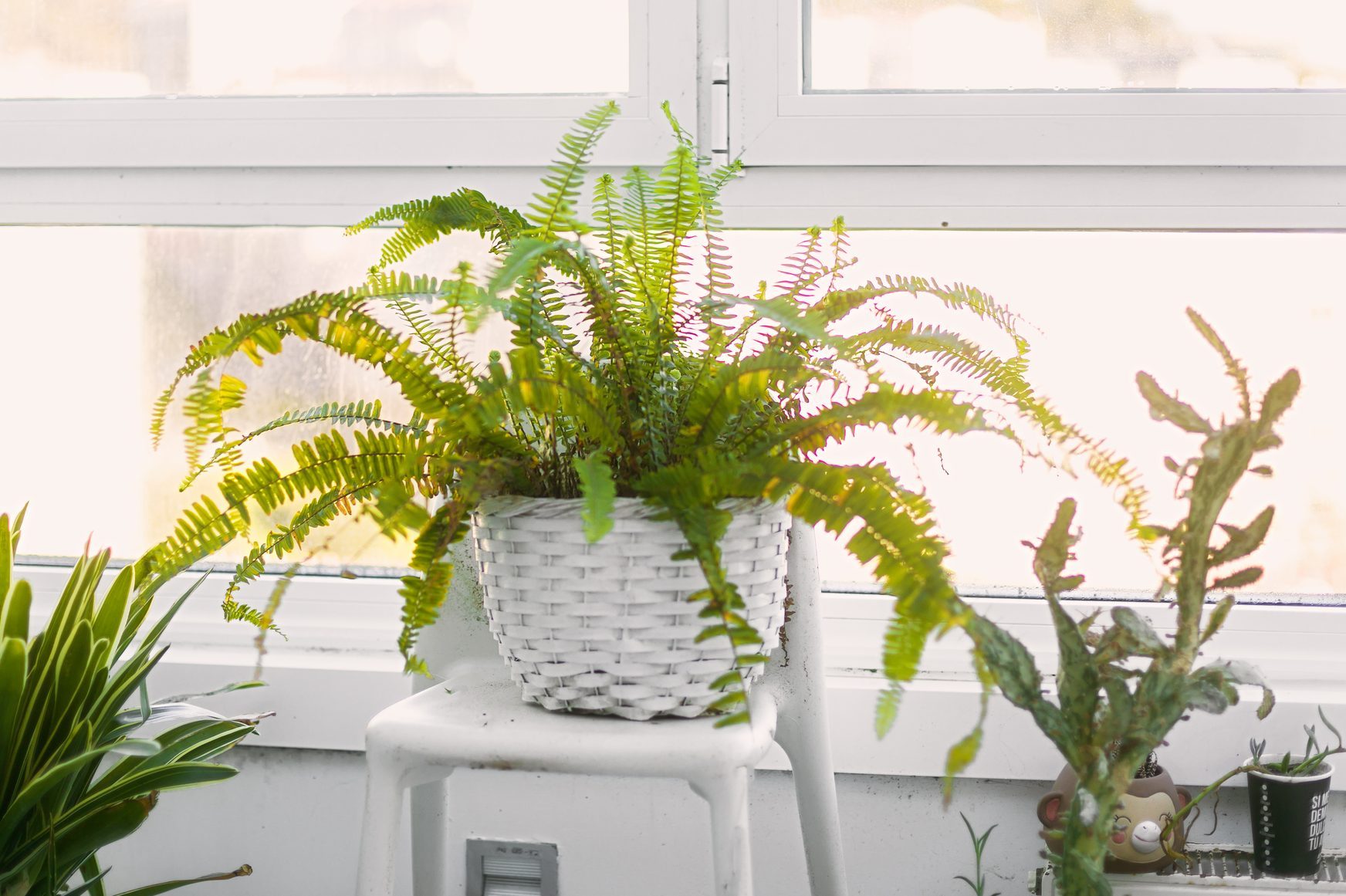 potted fern at home close to the window