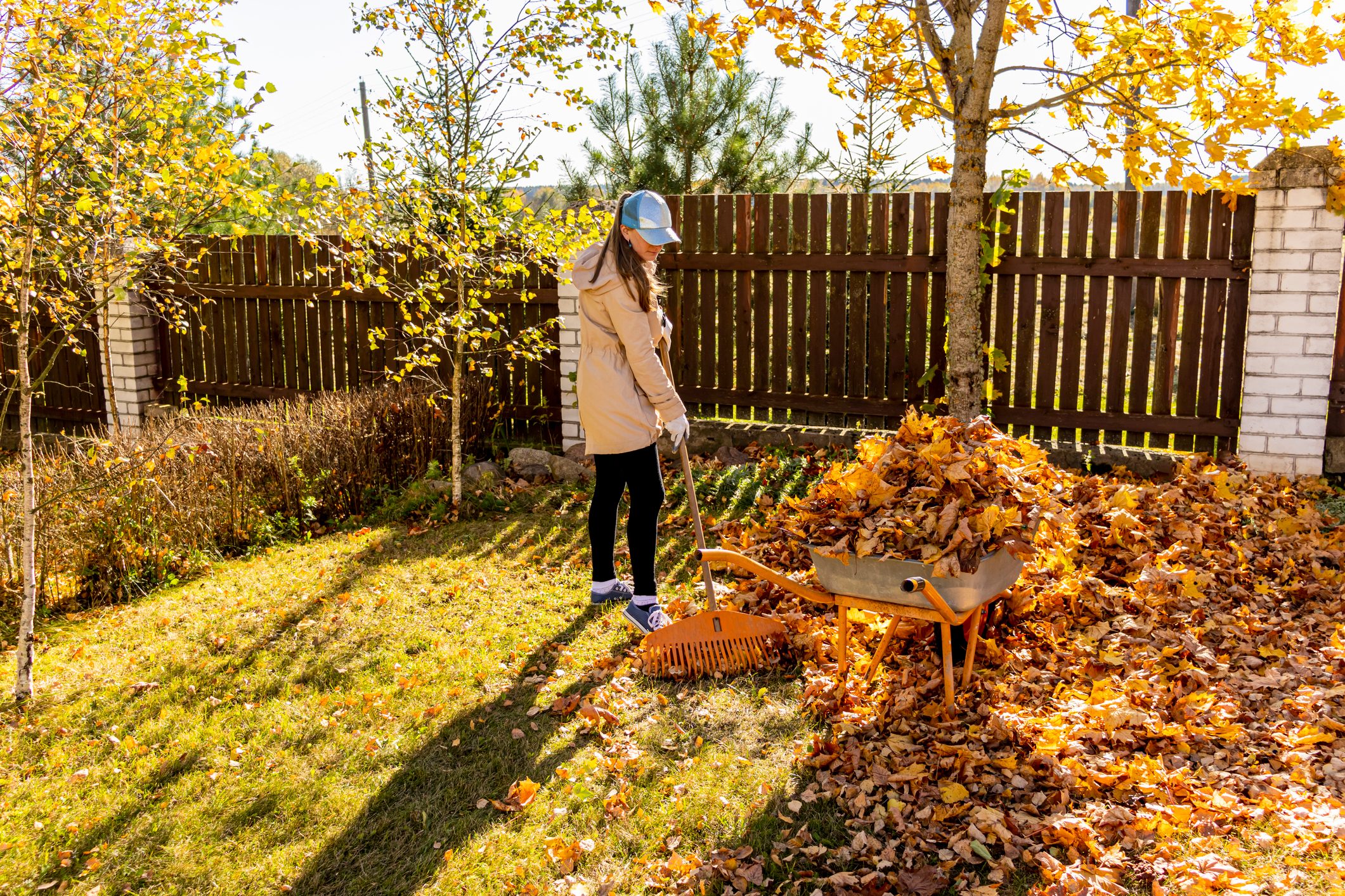 Young woman cleaning maple autumn leaves in the garden