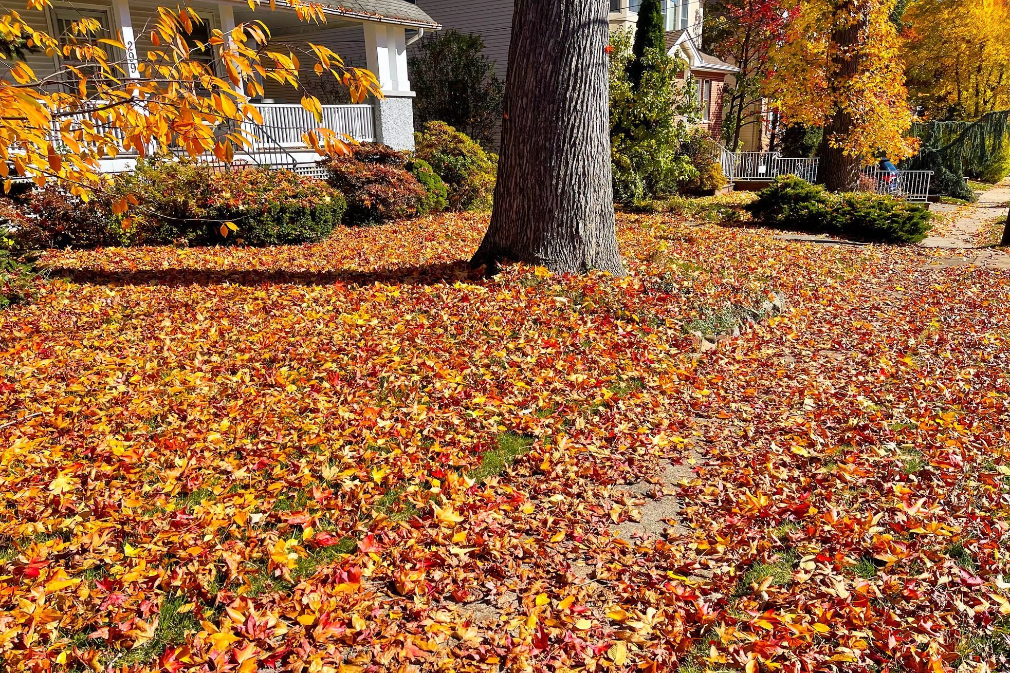 Your dead leaves are far more valuable for your garden than you think -  Atlanta Magazine