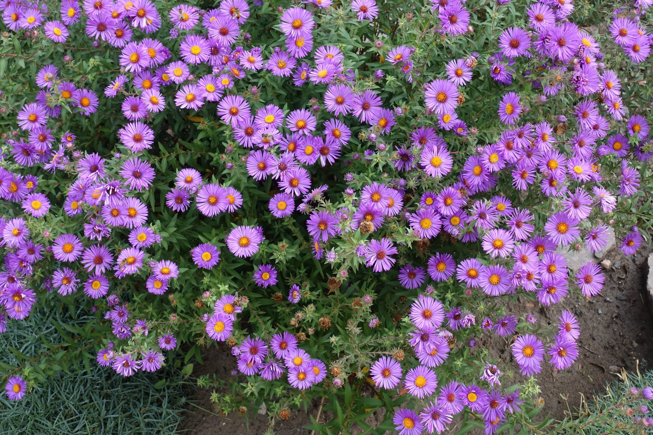 Guide To Growing Asters for Fall Flowers