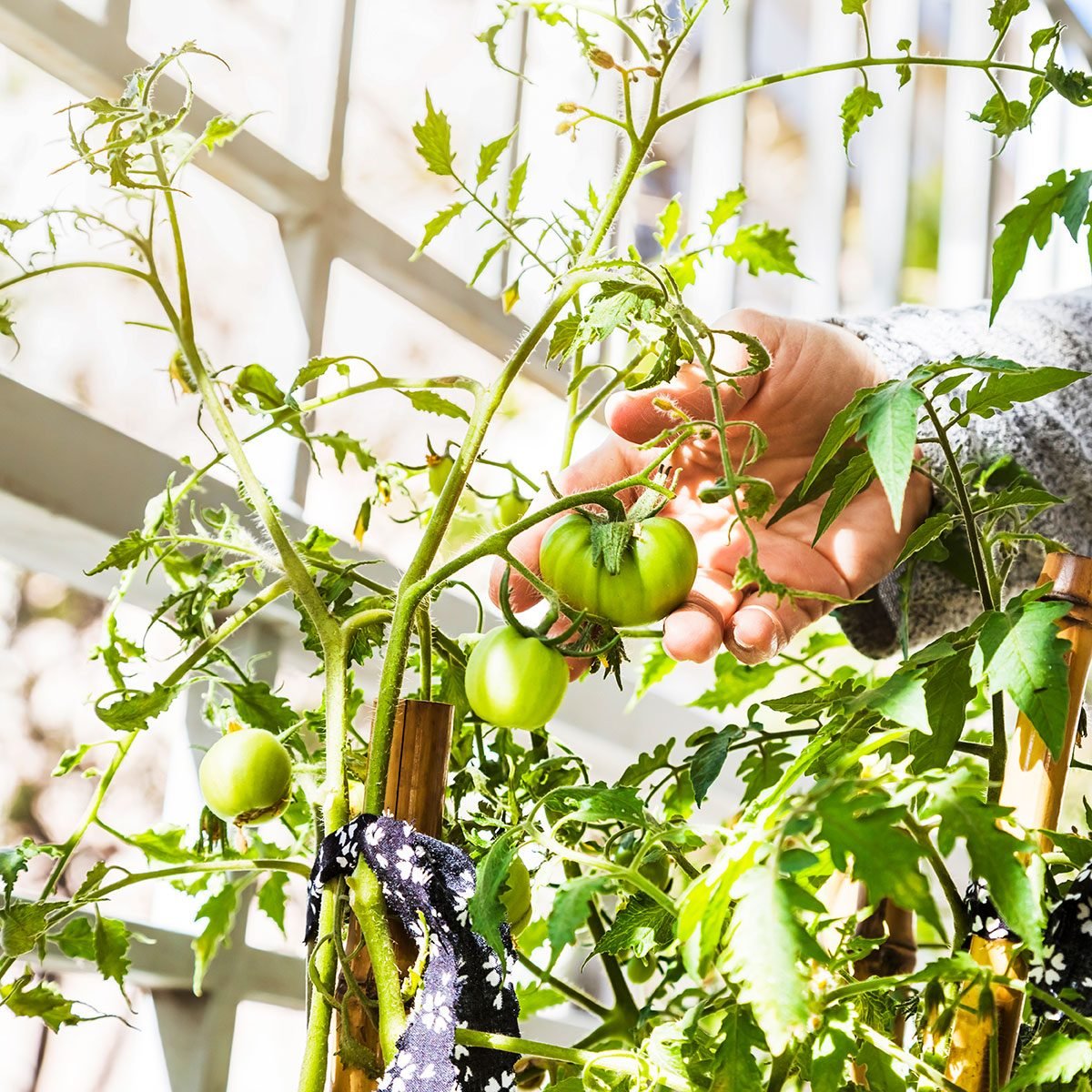How To Grow Fruits and Vegetables Indoors Year-Round
