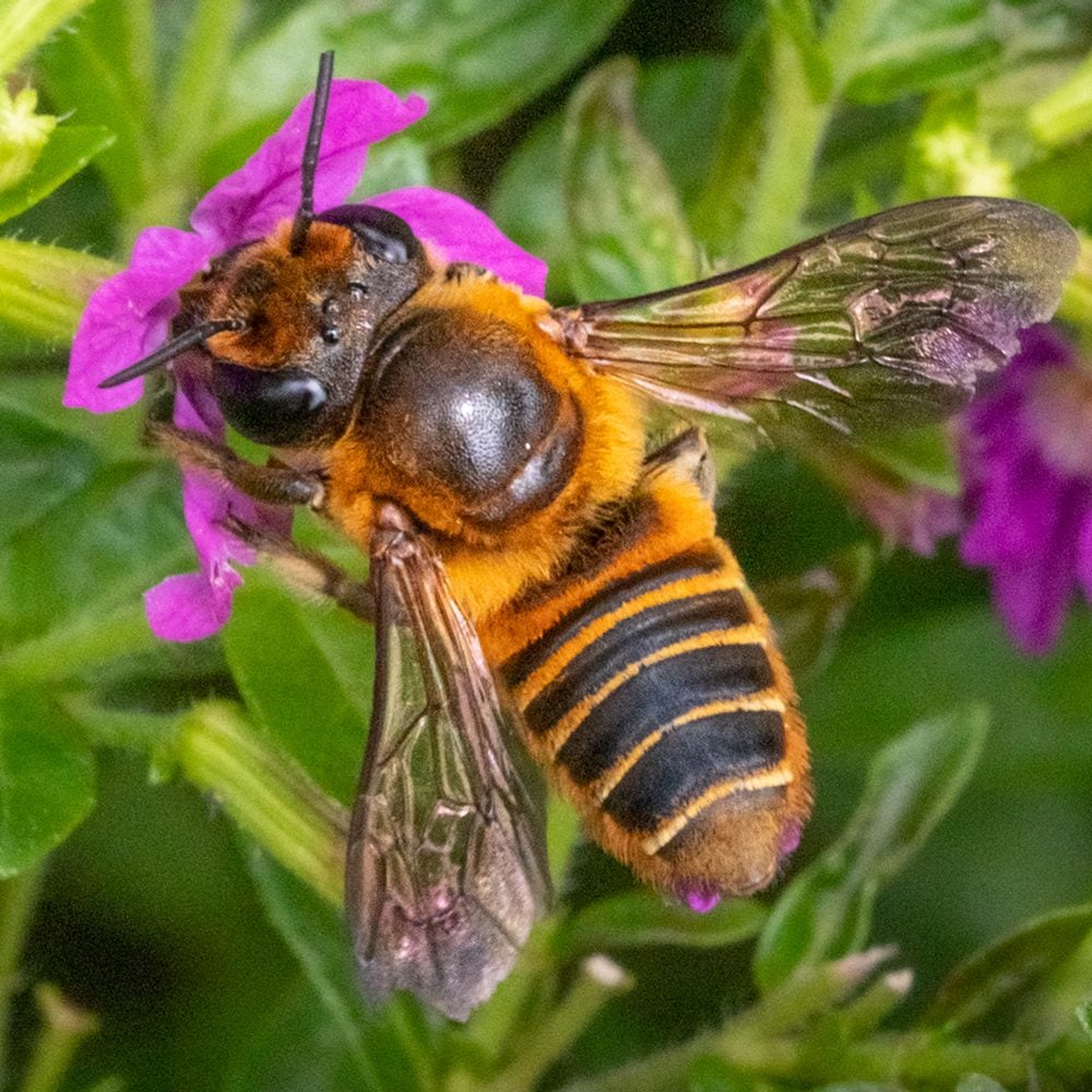 Leafcutter Bee Pollinates A Flower, Megachilidae