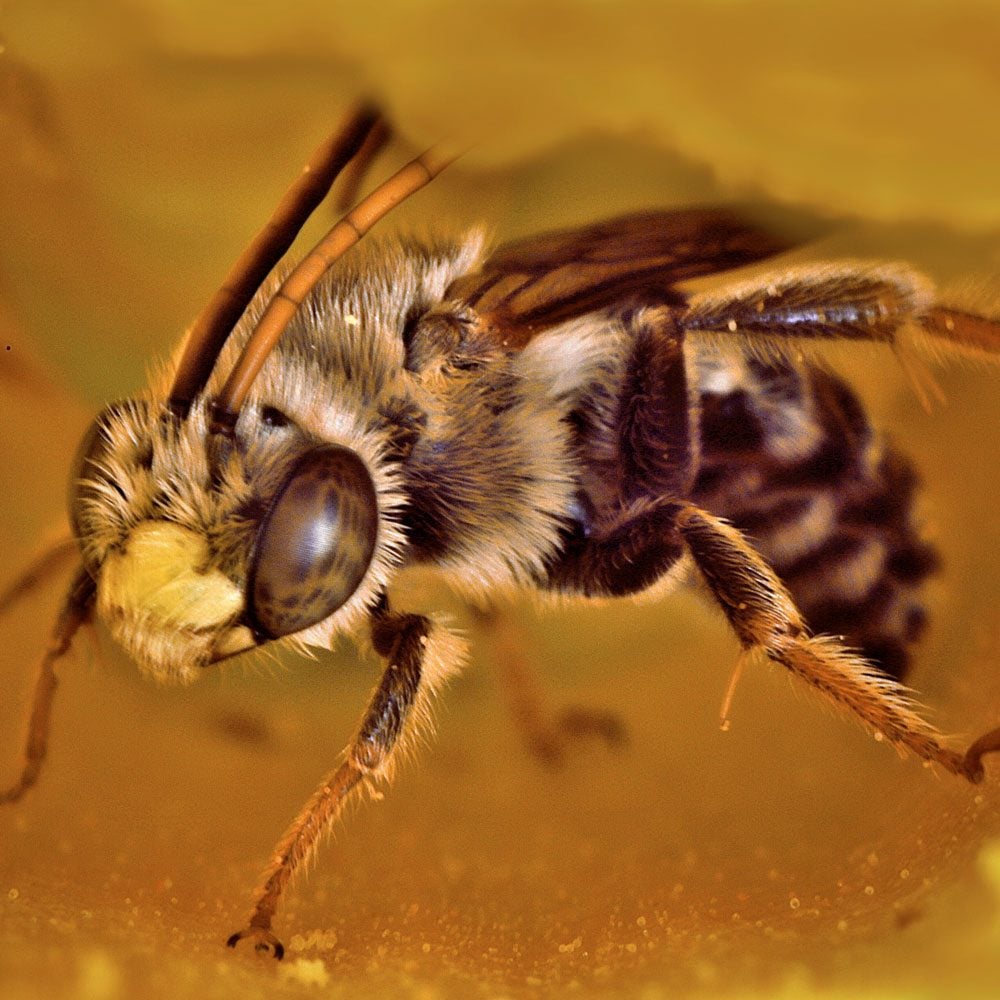 Male Long Horned Bee Inside A Trumpet Vine Flower