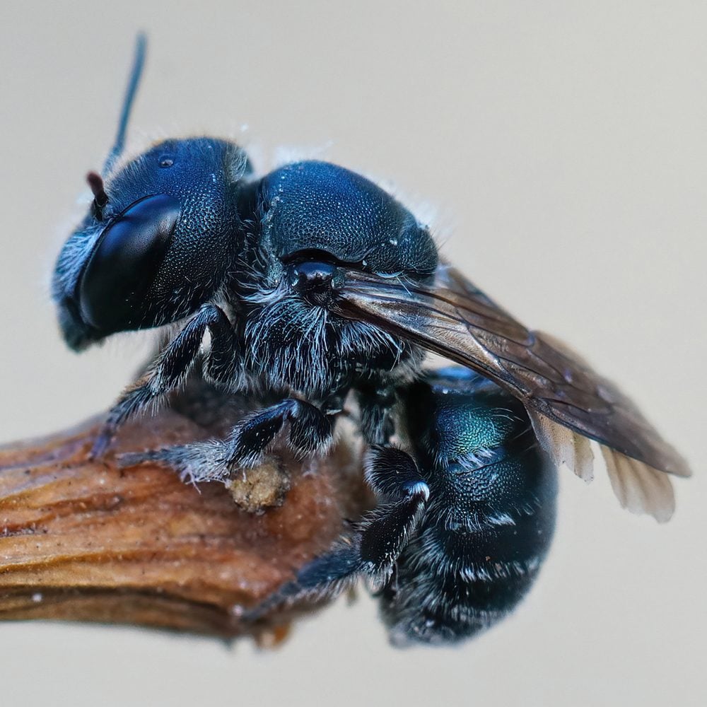 Detailed Closeup Of A Female Blue Mason Bee, Osmia Caerulescens