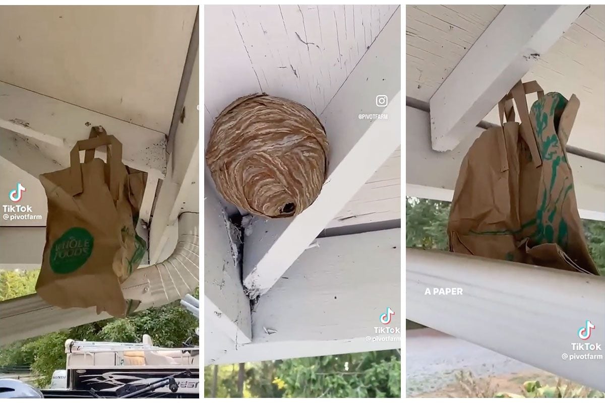 Does the Viral Paper Bag Wasp Deterrent Trick Really Work?