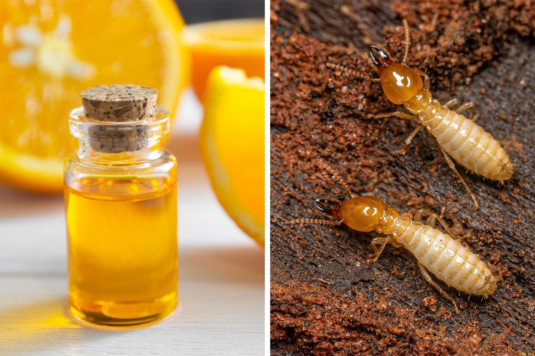 Should You Use Orange Oil to Treat Termites?
