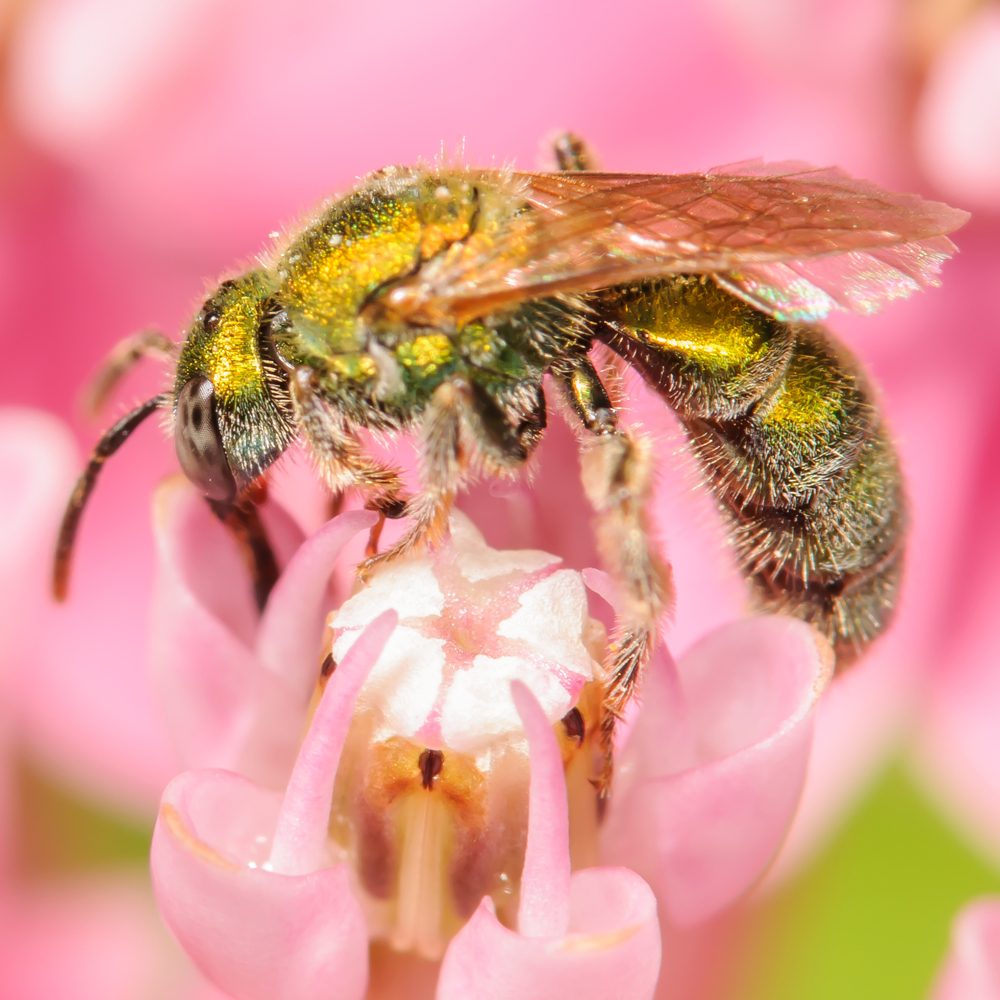 Green Sweat Bee on a blooming pink flower