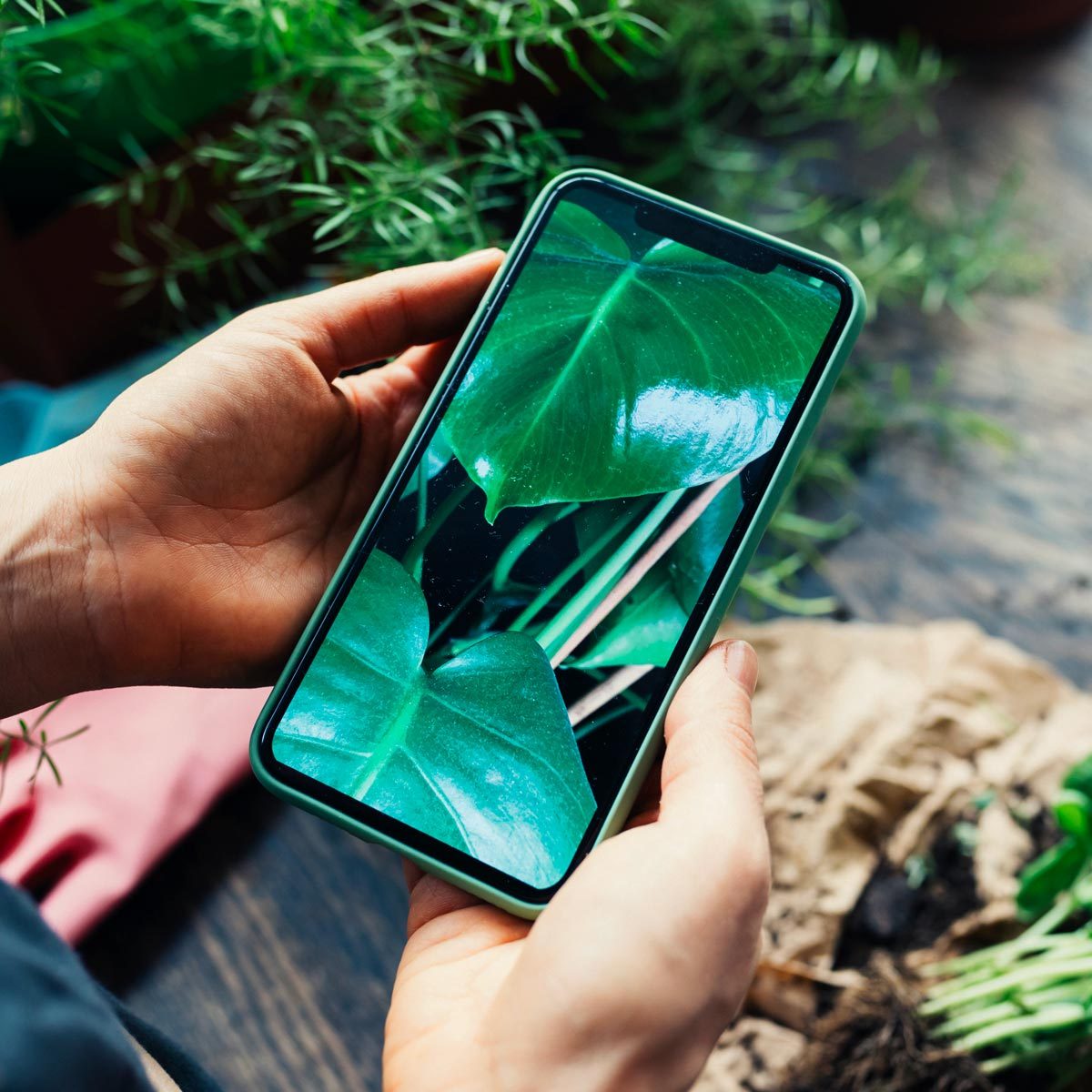The Best Plant Identification Apps
