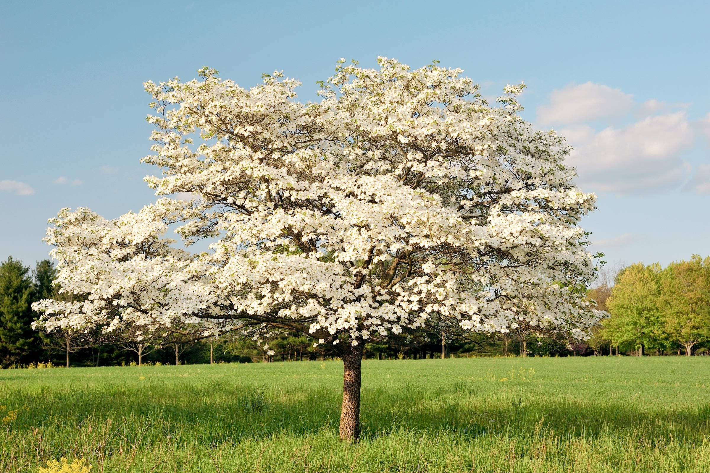 15 Trees That Will Grow Anywhere