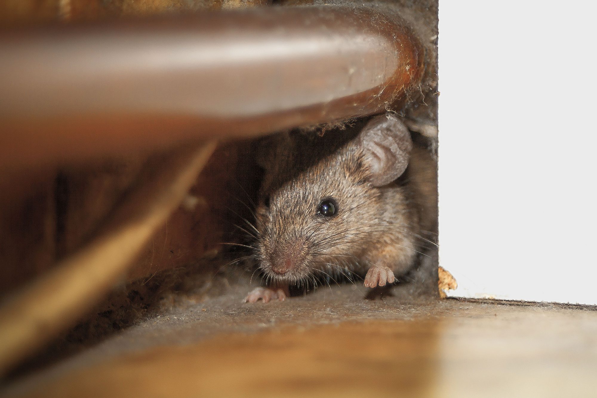 4 Things That Attract Mice