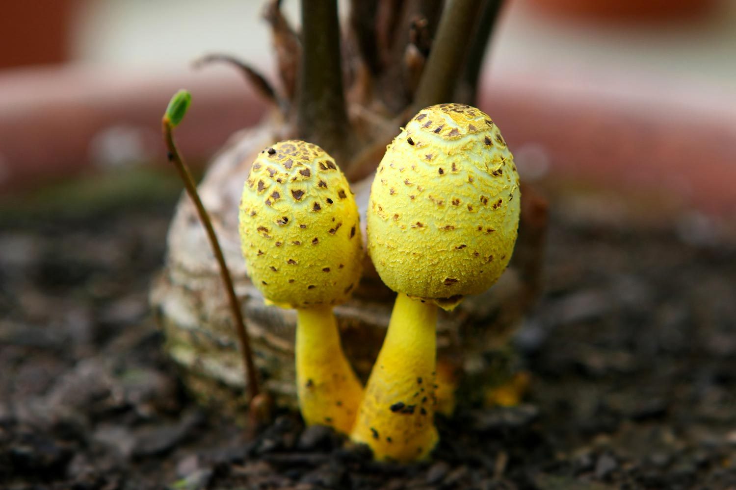 If You See a Yellow Mushroom in Your Houseplant, This Is What It Means