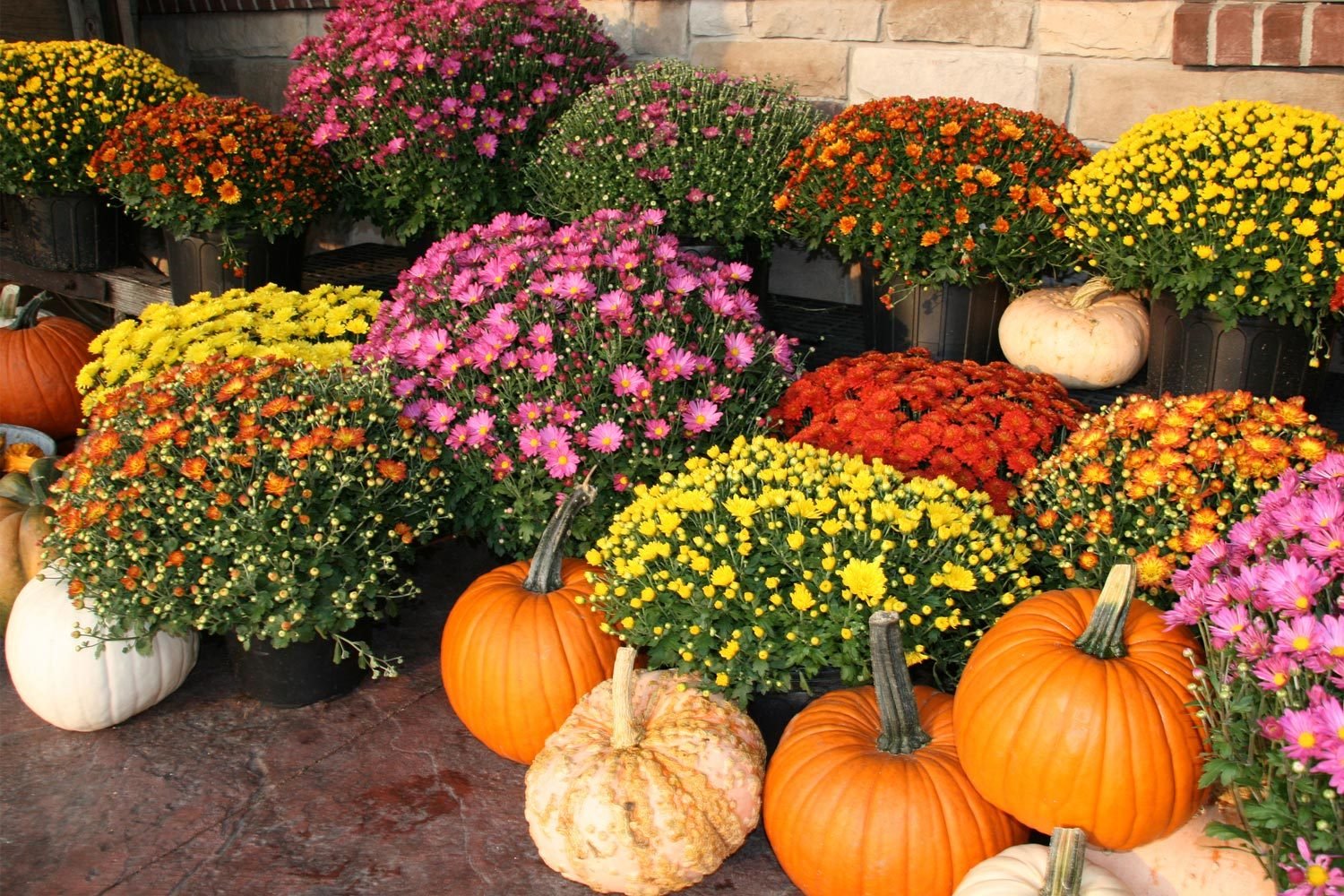 10 Flowers to Plant This Fall