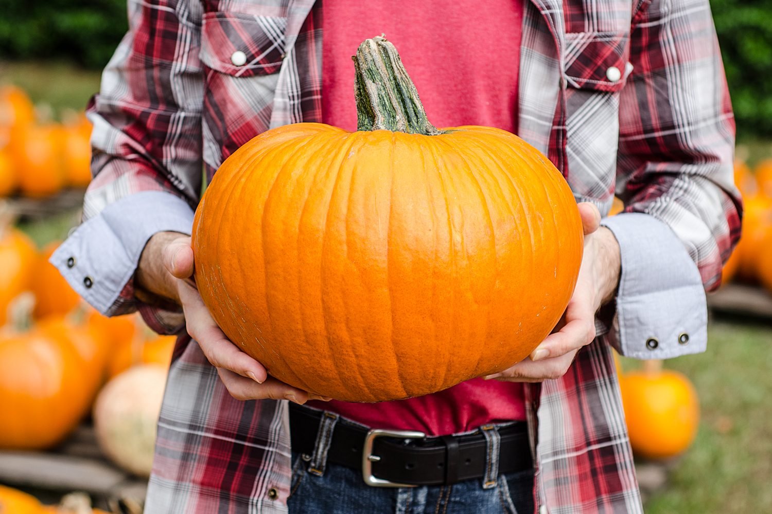 How To Choose the Freshest Pumpkin for Your Home