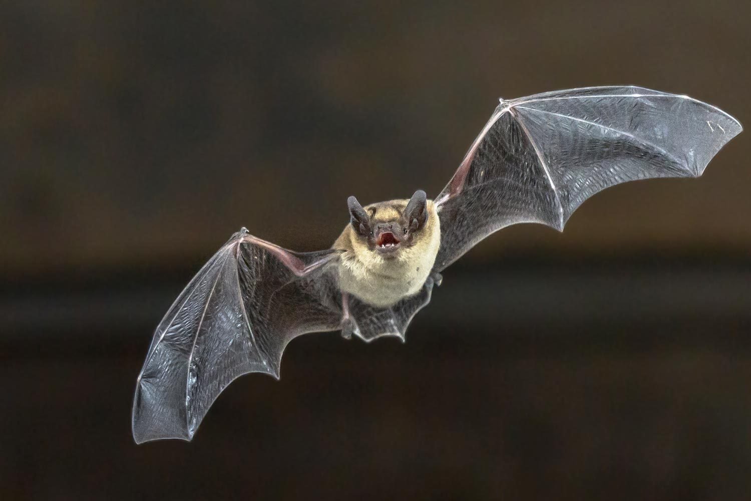 Do Bats Carry Rabies?