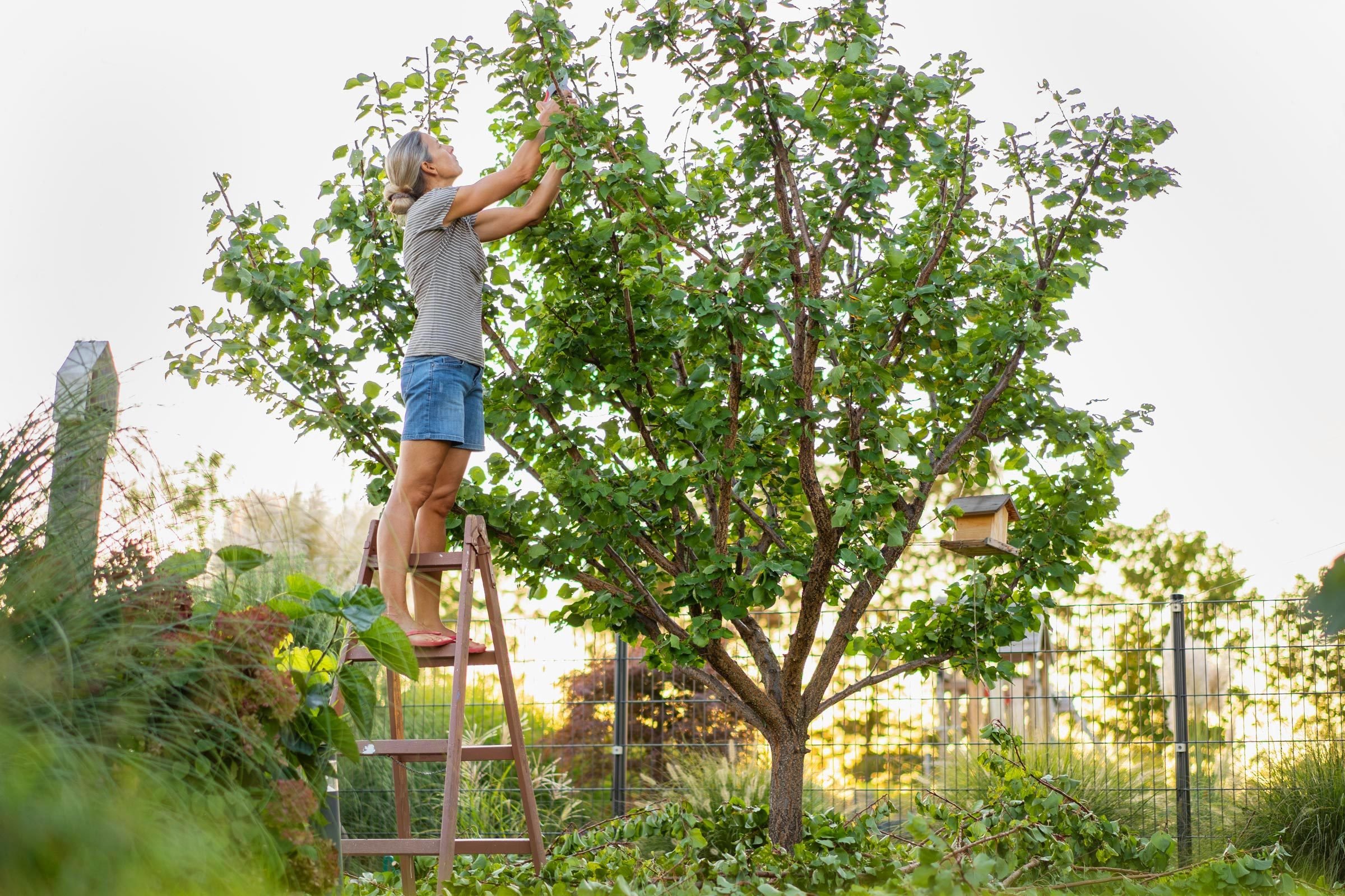 How To Help Your Trees, By Season