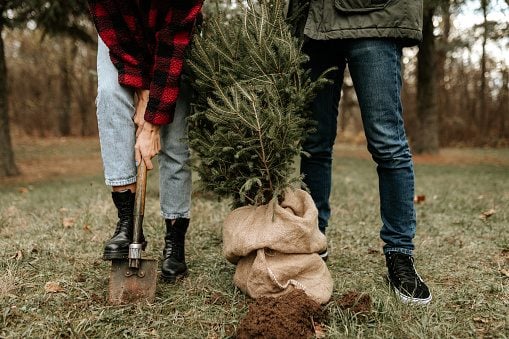 Can You Replant a Christmas Tree?