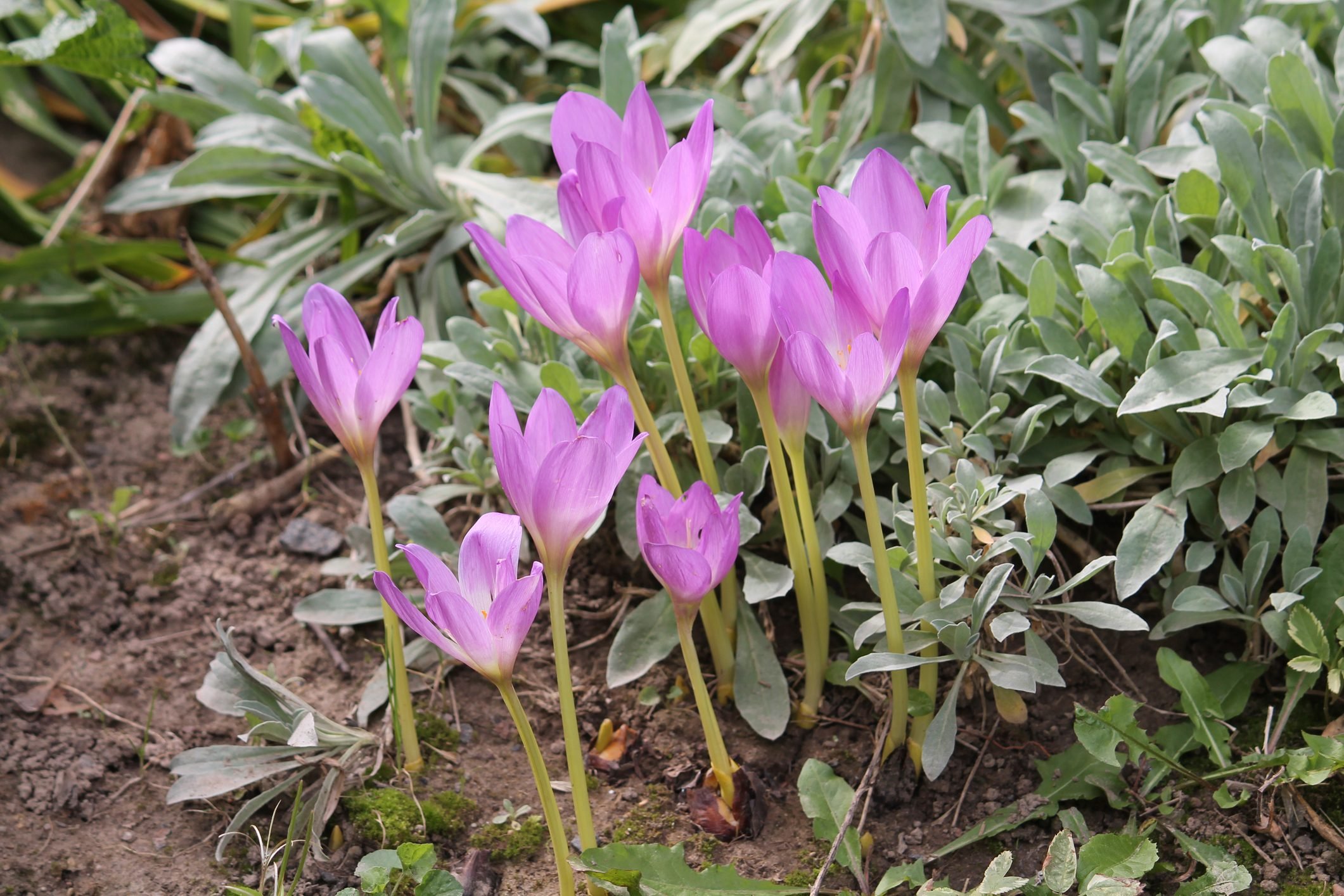 Guide To Growing Autumn Crocuses and Colchicums