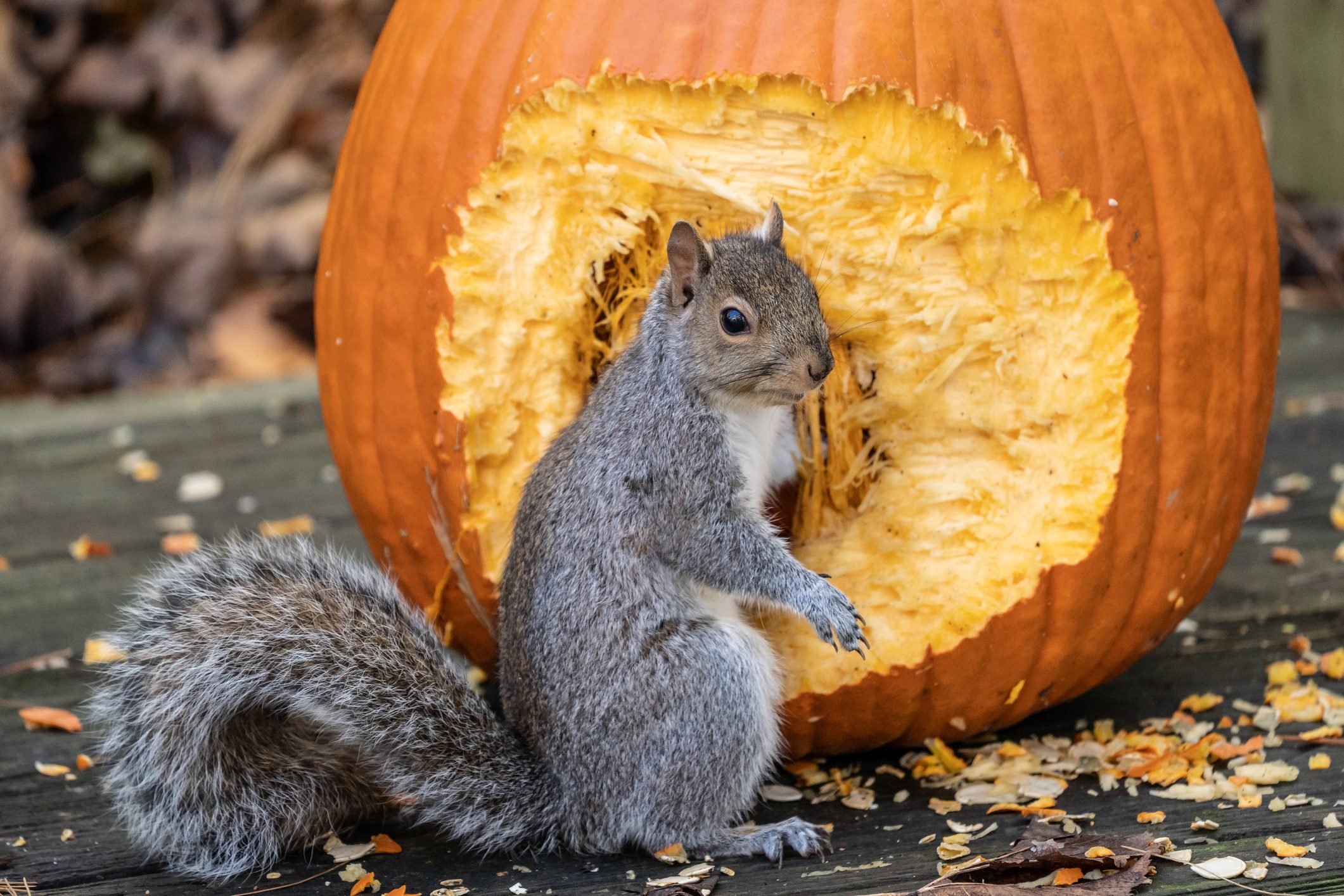How to Protect Your Carved Pumpkins from Pests