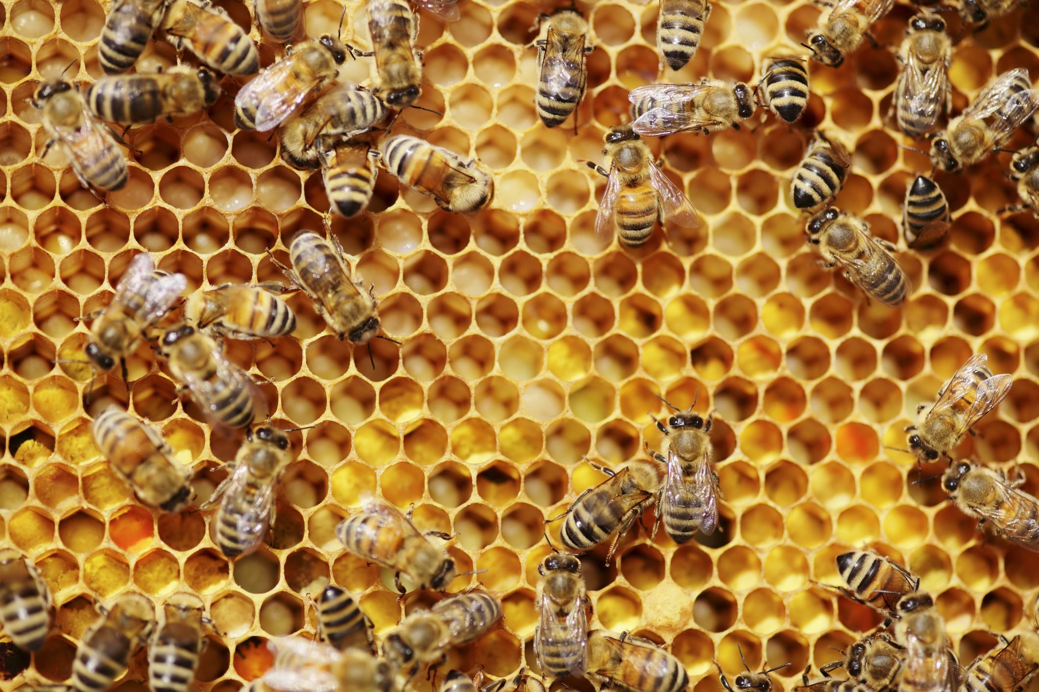Here's Why You Shouldn't Put Up Honey Bee Hives