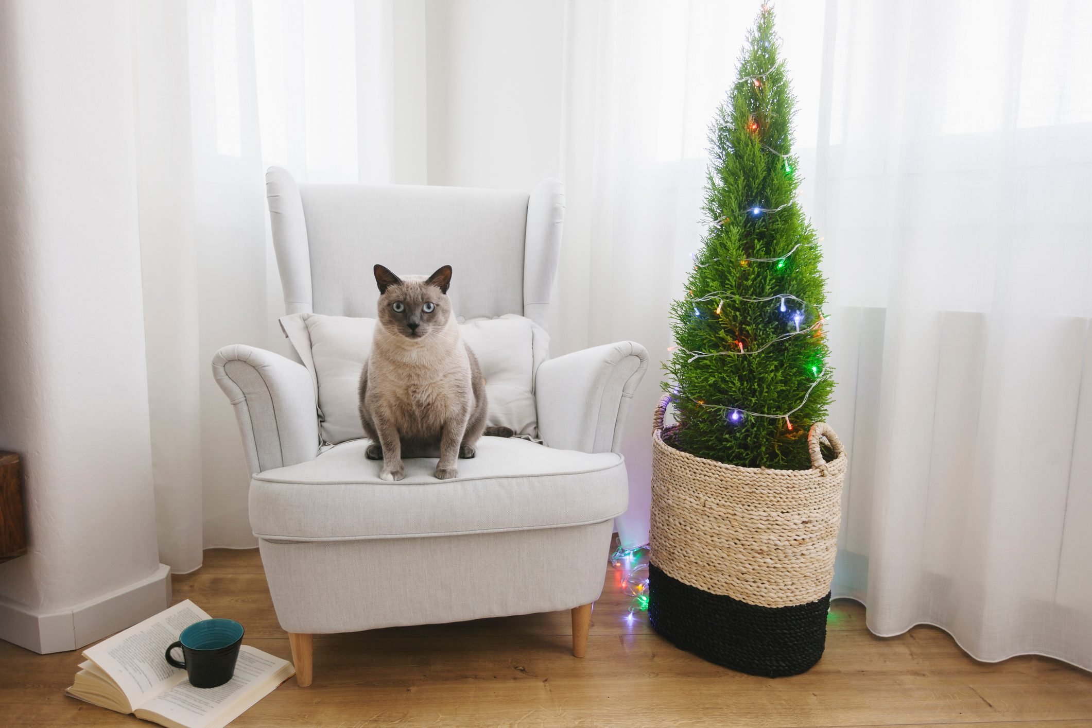 Are Christmas Trees Toxic to Cats?