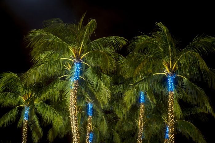 Why You Don't Decorate Palm Trees: Expert Insights and Personal Experiences