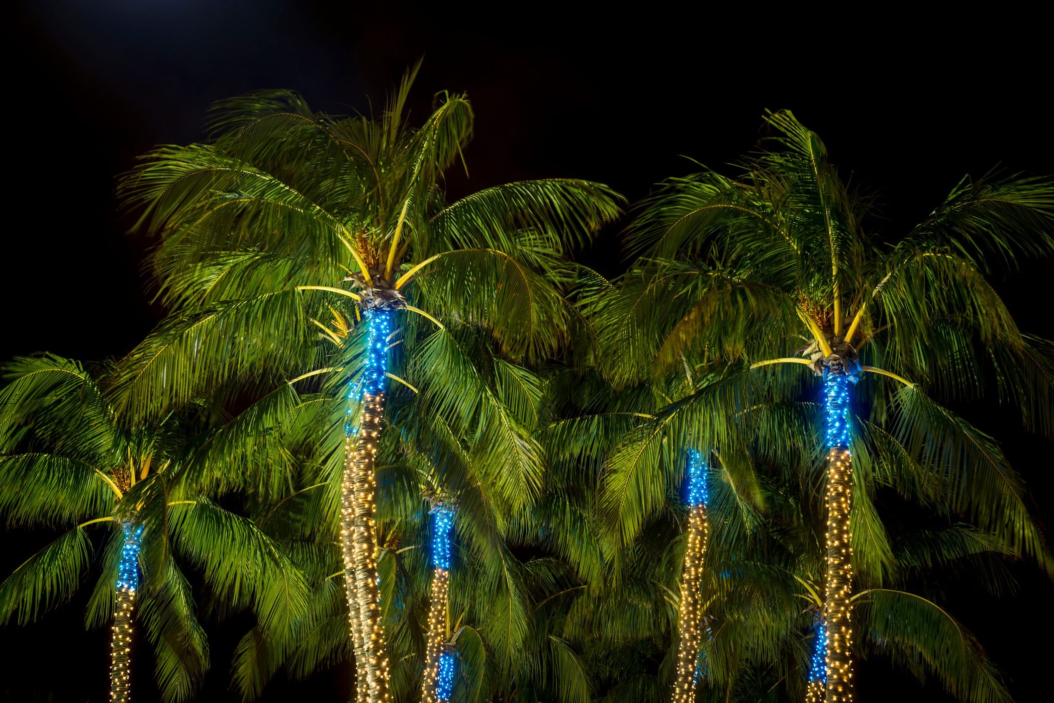 Is It Safe to Hang Christmas Lights On Palm Trees?