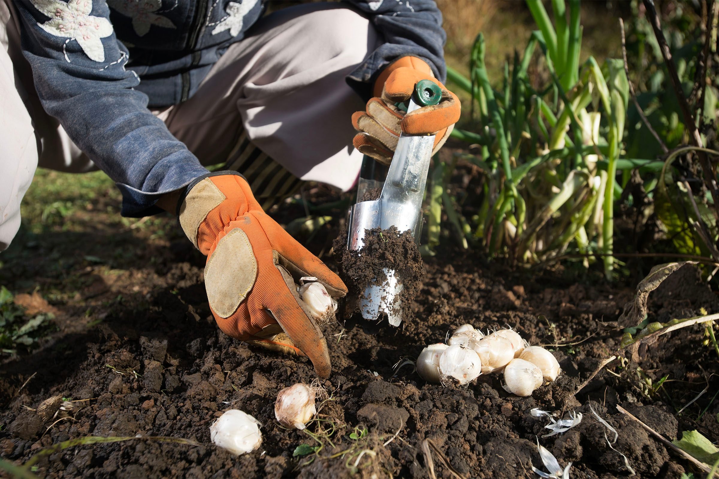 What Is the Lasagna Planting Method?