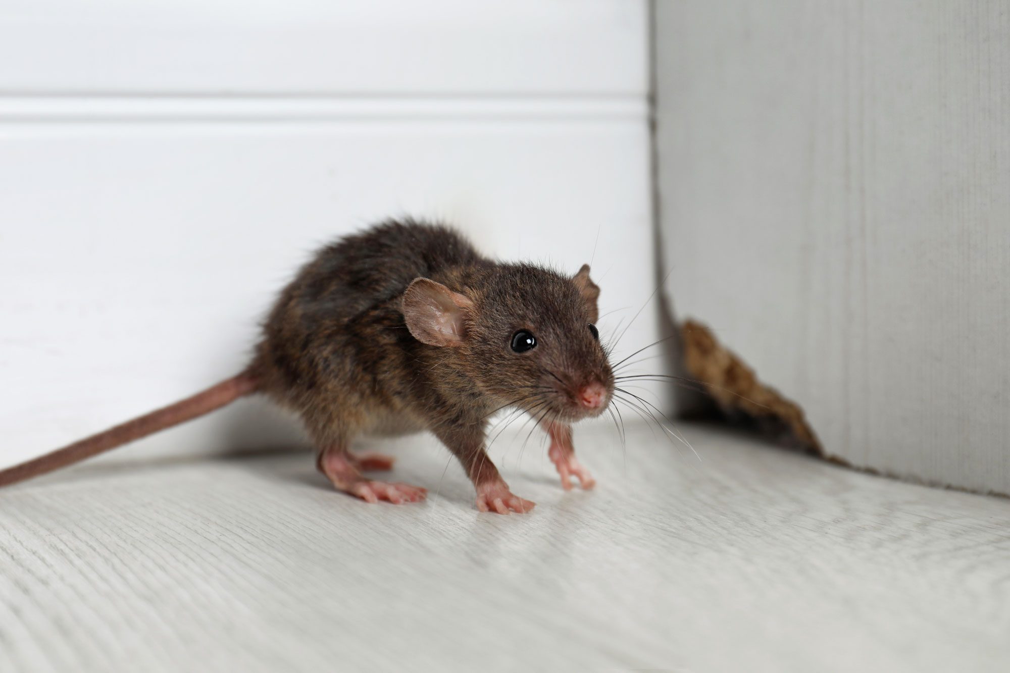 6 Things that Attract Mice