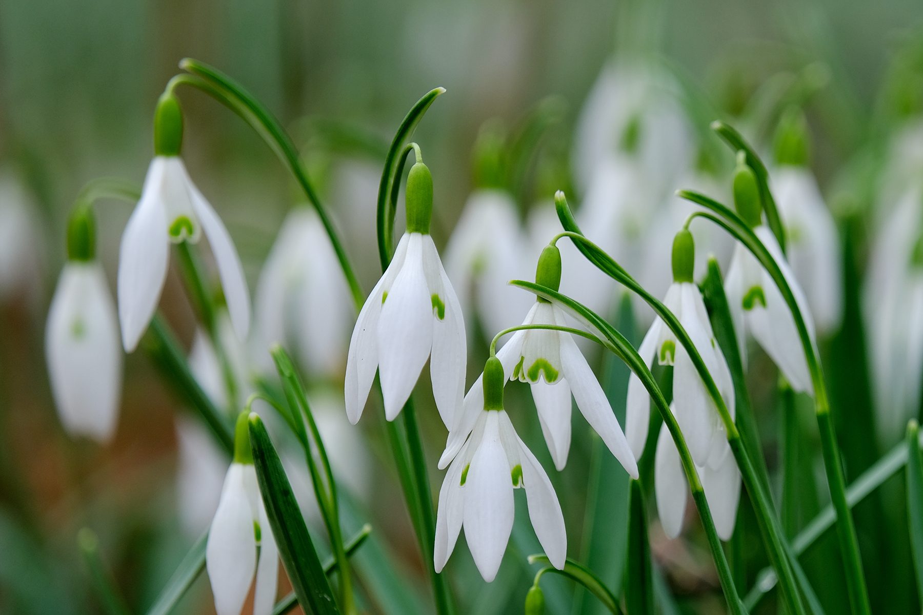 Guide To Growing Snowdrop Flowers
